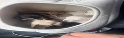 Chihuahua honden te koop: Lieve Chihuahua pups te koop - Advertentie 2
