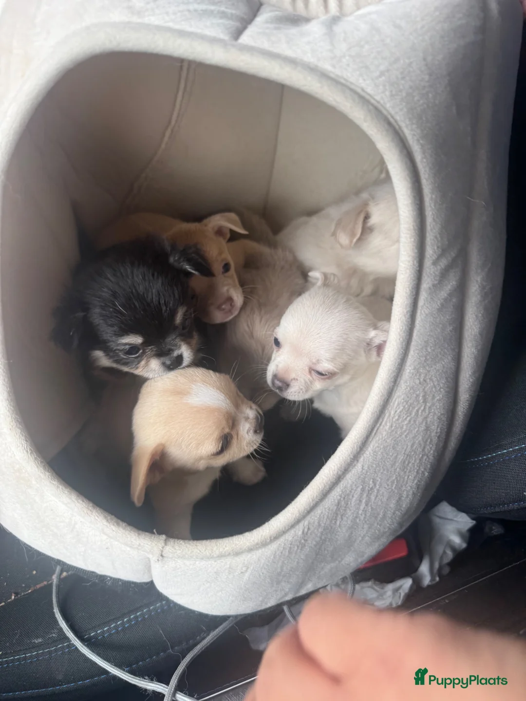 Chihuahua honden te koop: Lieve Chihuahua pups te koop - Advertentie 2