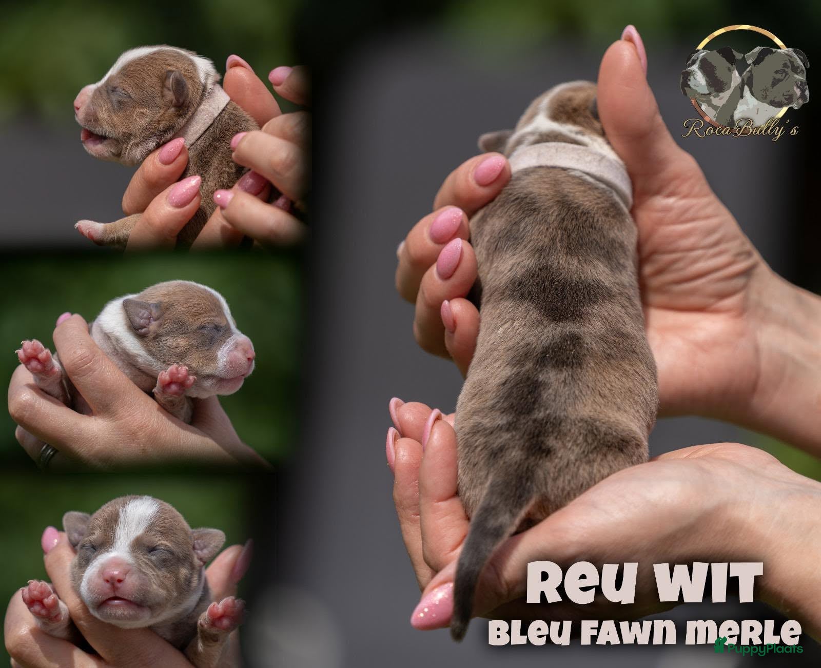 Amerikaanse Bully honden American Bully pups geboren - 24 juni  - Advertentie 2