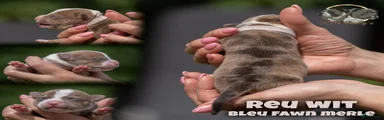 Amerikaanse Bully 2