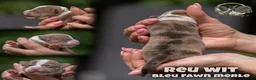Amerikaanse Bully honden te koop: American Bully pups geboren - 24 juni  - Advertentie 1