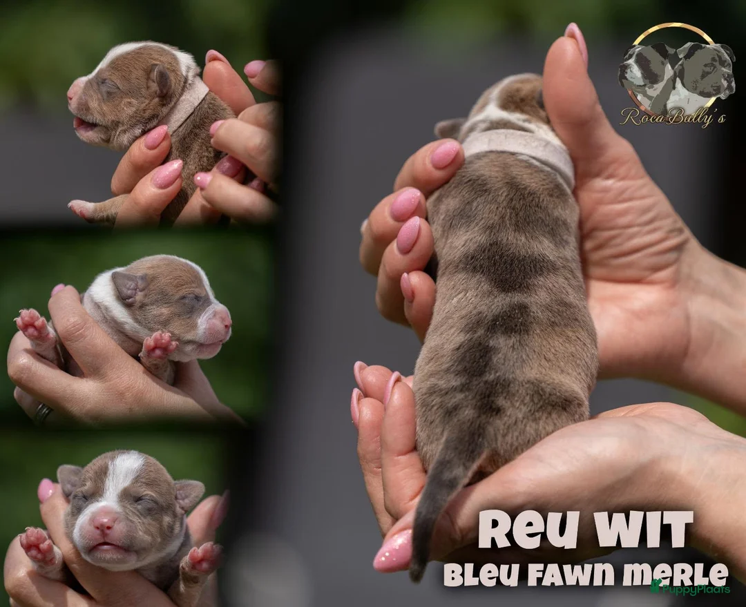 Amerikaanse Bully honden te koop: American Bully pups geboren - 24 juni  - Advertentie 1