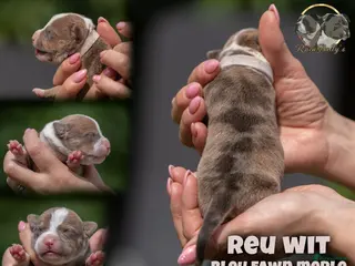 Amerikaanse Bully honden American Bully pups geboren - 24 juni - Advertentie 6