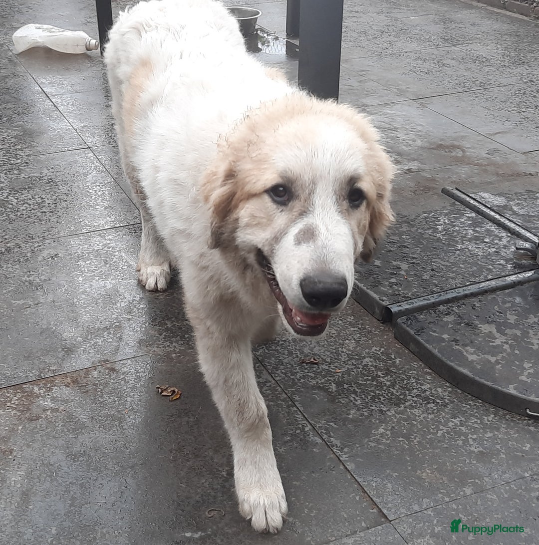 Pyreneese Berghond honden te koop: Pyreneese Berghond pups  - Afbeelding 4