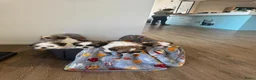 Shih Tzu honden te koop: raszuivere Shih Tzu-puppy's🐶 - Advertentie 2