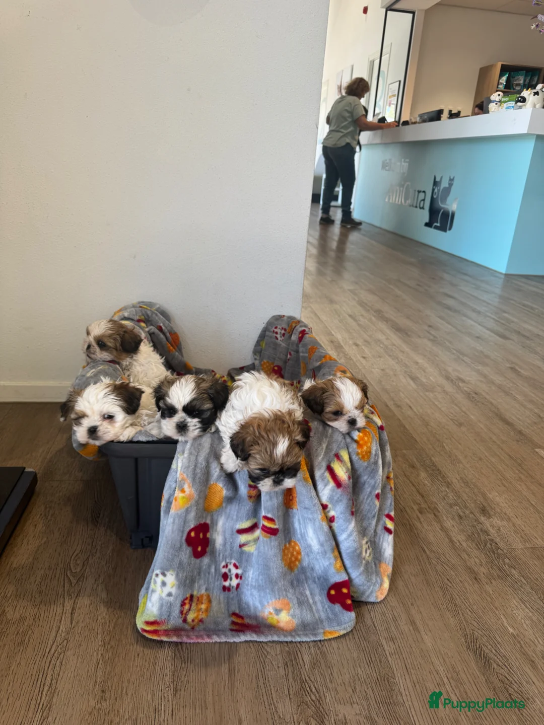Shih Tzu honden te koop: raszuivere Shih Tzu-puppy's🐶 - Advertentie 2