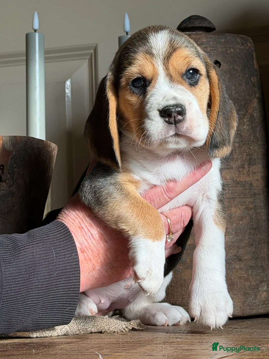 Beagle honden te koop: Beagle pups met FCI uitgebreid getest!! - Advertentie 23