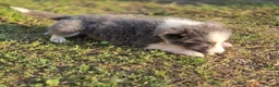 Border Collie honden te koop: Prachtige Lilac en Blue border collie pups - Advertentie 13