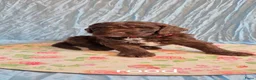 Kruising honden te koop: Labradoodle X Aussiedoodle  - Advertentie 19