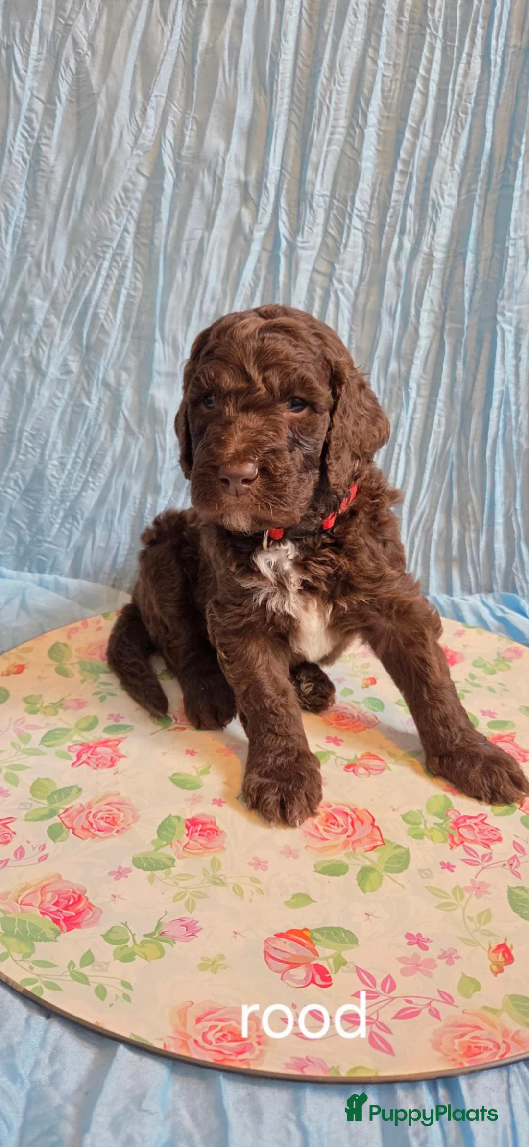 Kruising honden te koop: Labradoodle X Aussiedoodle  - Advertentie 19