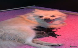 Pomeriaan honden te koop: Pomeriaan pup zoekt goud mandje in Venlo - Afbeelding 3