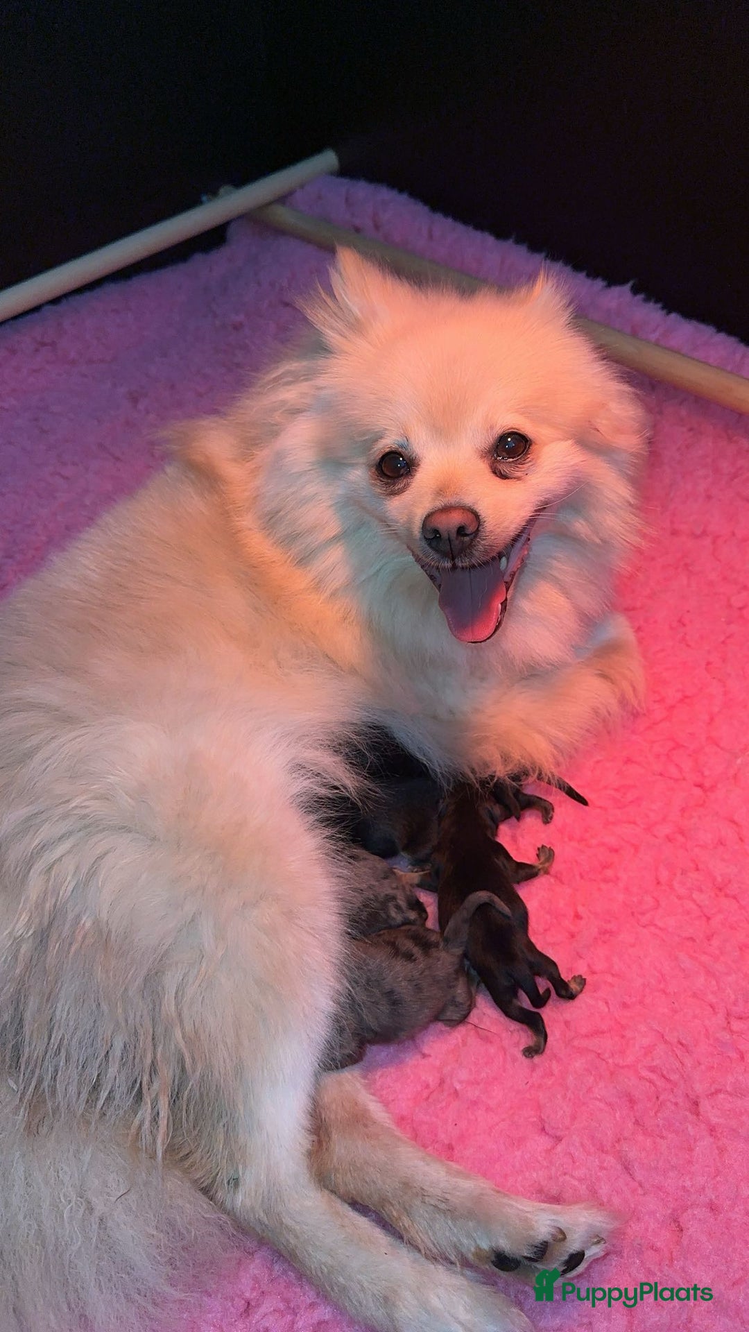 Pomeriaan honden te koop: Pomeriaan pup zoekt goud mandje in Venlo - Afbeelding 3