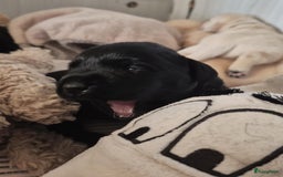 Labrador Retriever honden te koop: Zwarte en gele labrador pups met stamboom - Afbeelding 17