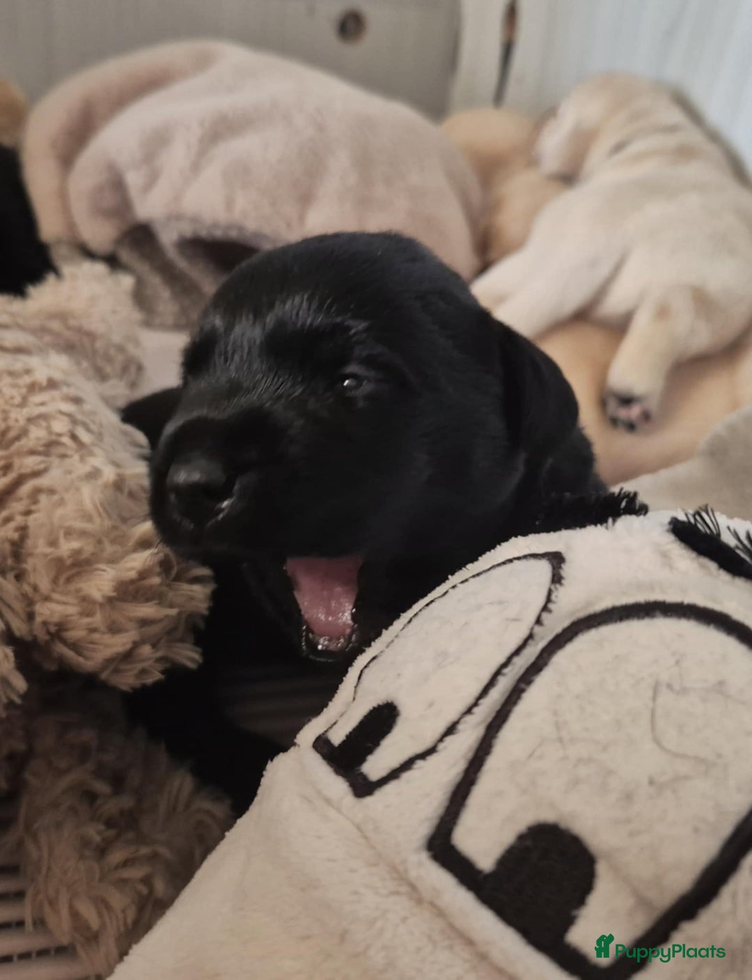 Labrador Retriever honden te koop: Zwarte en gele labrador pups met stamboom - Afbeelding 17