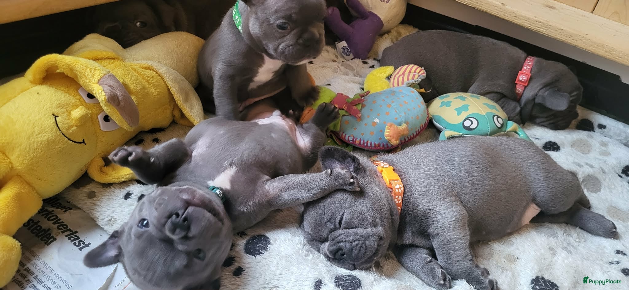 Franse Bulldog honden  Prachtige Blauwe Bulldog puppy’s thuisnestje - Advertentie 1