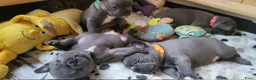 Franse Bulldog honden te koop:  Prachtige Blauwe Bulldog puppy’s thuisnestje - Advertentie 24