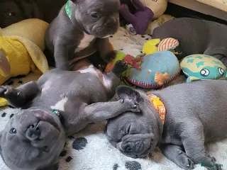 Franse Bulldog honden Prachtige Blauwe Bulldog puppy’s thuisnestje - Advertentie 1