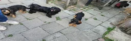 Kruising honden te koop: Ruwharige Teckel  - Advertentie 10
