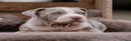Amerikaanse Bully honden ter dekking: American Bully XL dekreu  - Advertentie 30