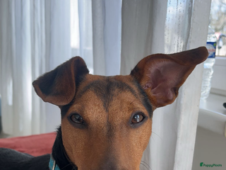 Jack Russel Terriër honden Jack Russel Pups - Advertentie 3