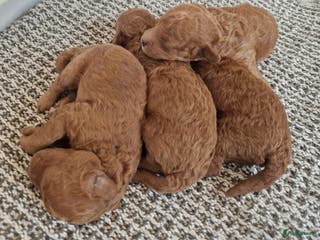 Poedel Toy honden Toy poedel pups geboren - Advertentie 8