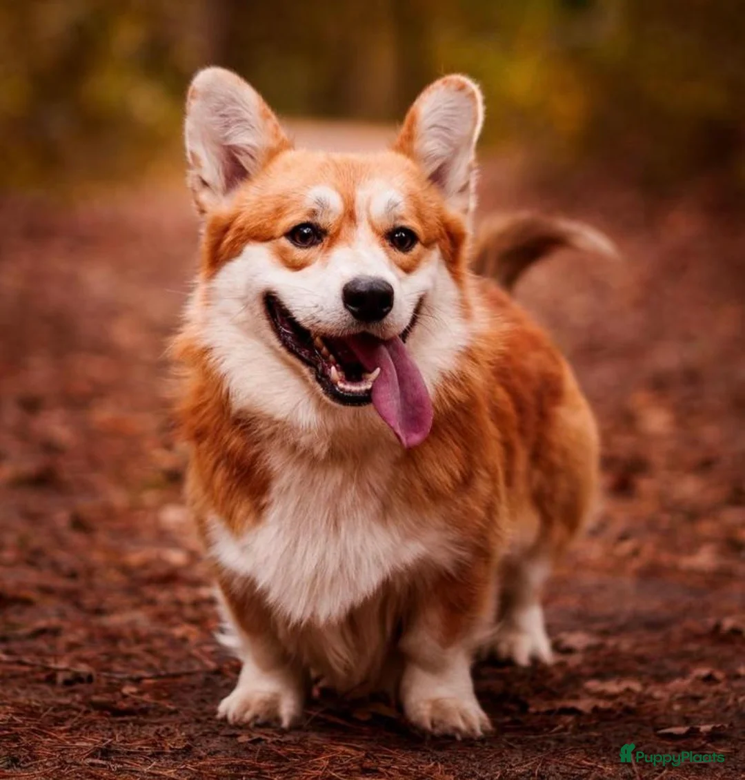 Kruising honden te koop: Prachtige welsh corgi’s - Advertentie 2