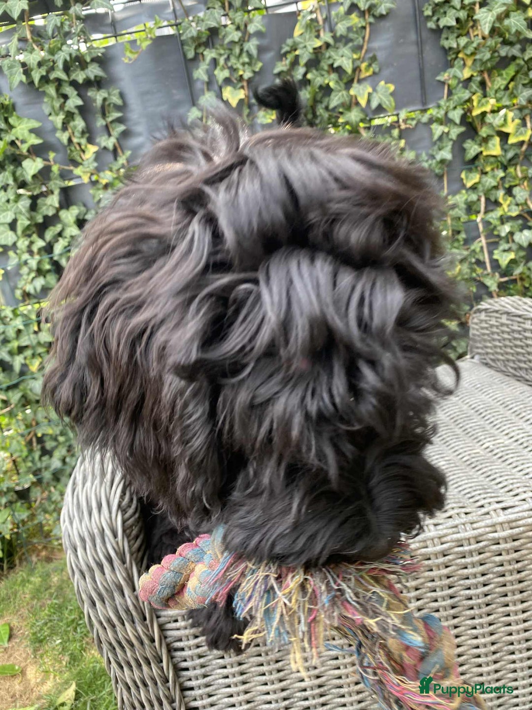 Labradoodle honden te koop: Supermooie labradoodles - Afbeelding 10