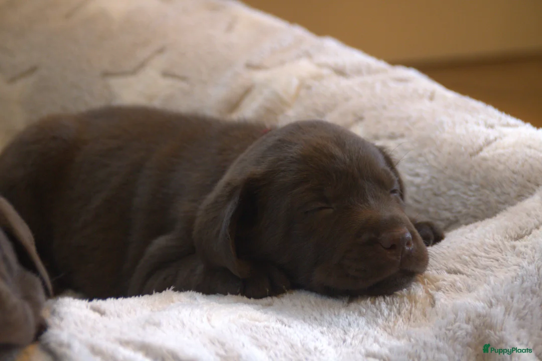 Labrador Retriever honden te koop: Prachtige chocoladebruine Labrador pups - Advertentie 16