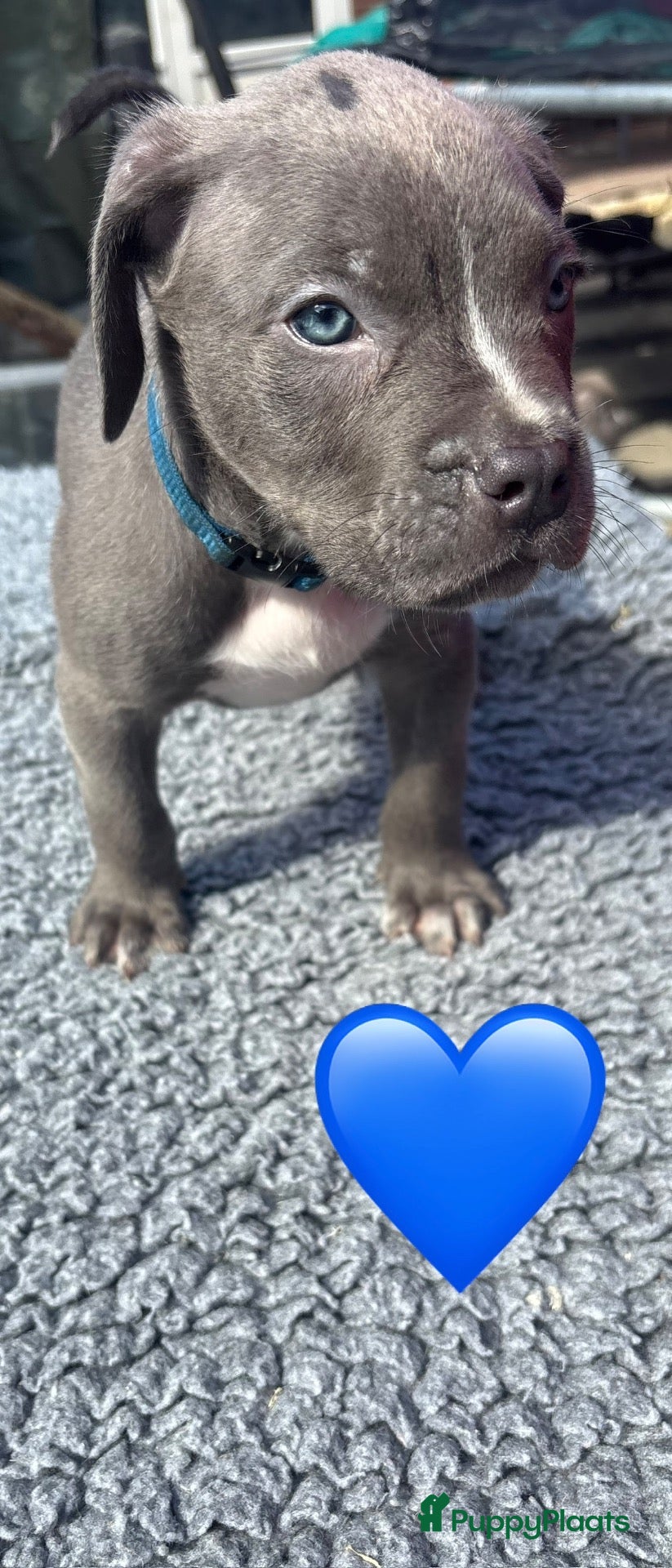 Kruising honden Puppies kruising Mastino X Pitbull en Bully xl - Advertentie 9