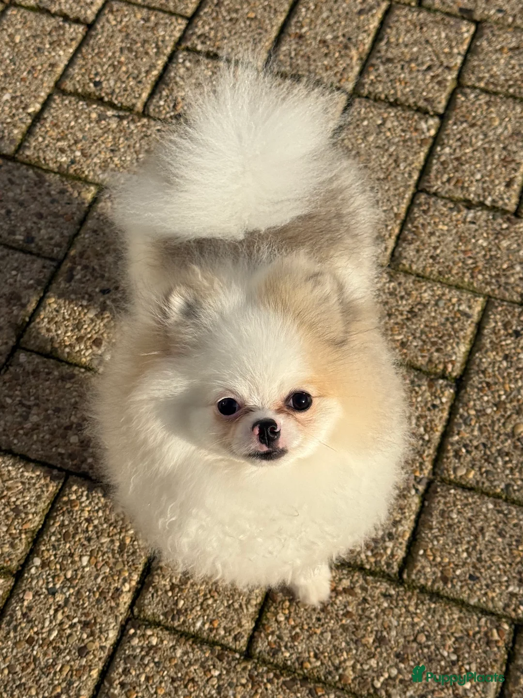 Pomeriaan honden te koop: 100% pomeriaan reutje uit show lijn - Advertentie 2