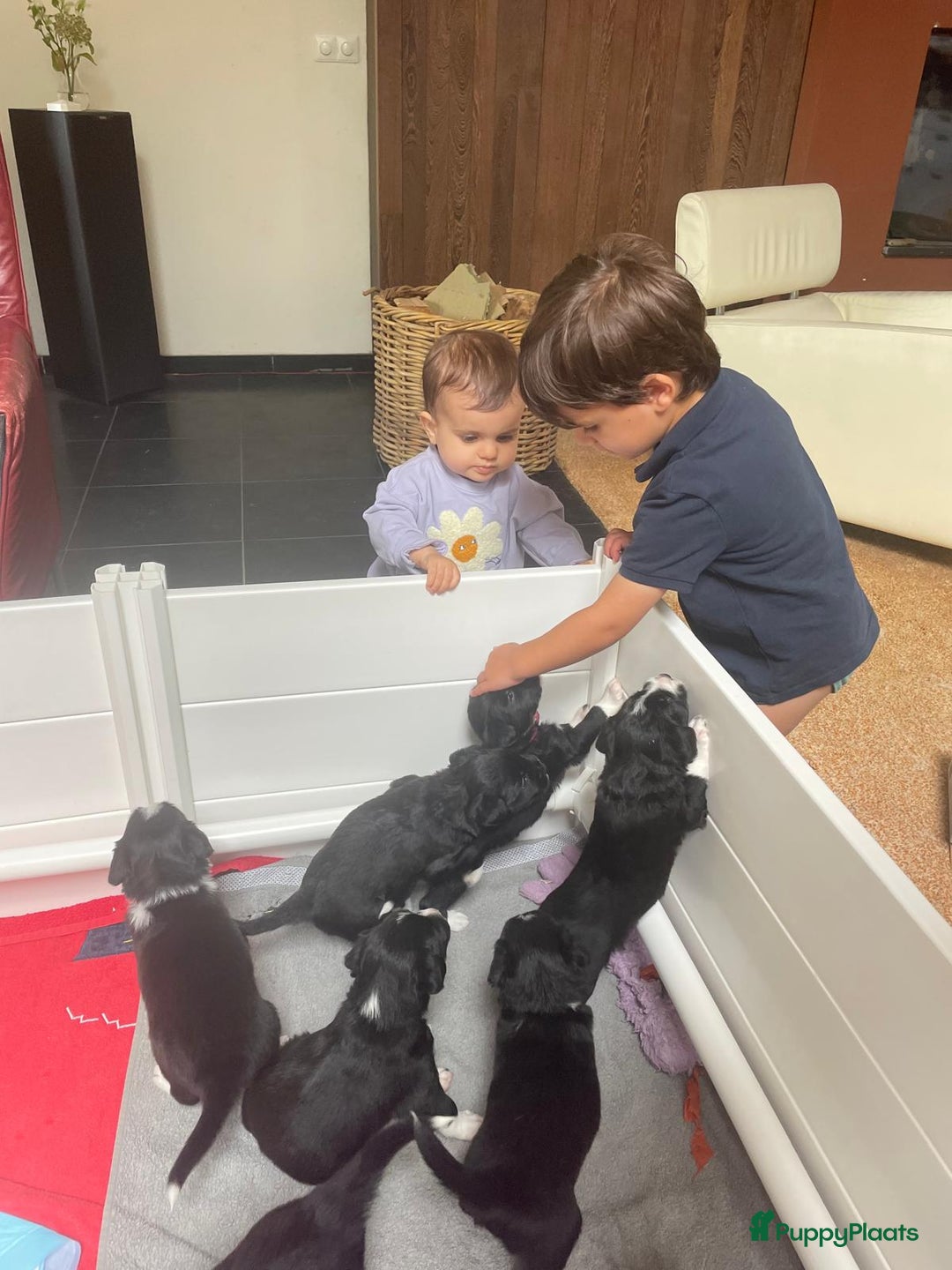 Border Collie honden te koop: Prachtige pups Border Collie/Barbado da Terceira - Afbeelding 20