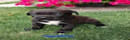 Kruising honden te koop: Unieke leuke kruising Labrador Boxer x Boxer pups. - Advertentie 9