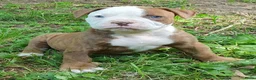 Amerikaanse Bulldog honden te koop: Mooie Amerikaanse Bulldog pups  - Advertentie 15