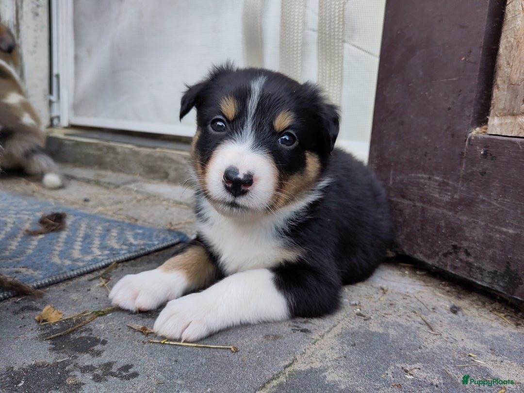 Australian Shepherd honden te koop: Australian Shepherd x Bordercollie pups in Linde - Afbeelding 32