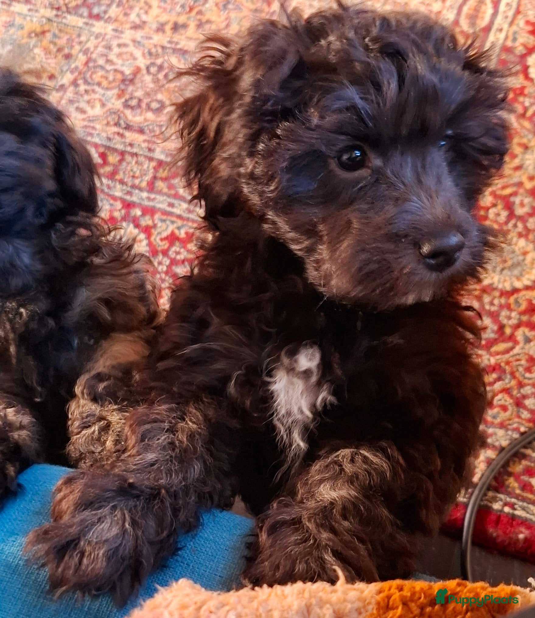 Maltipoo honden  Pepper - Advertentie 1