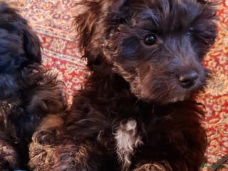 Maltipoo honden Pepper - Advertentie 2