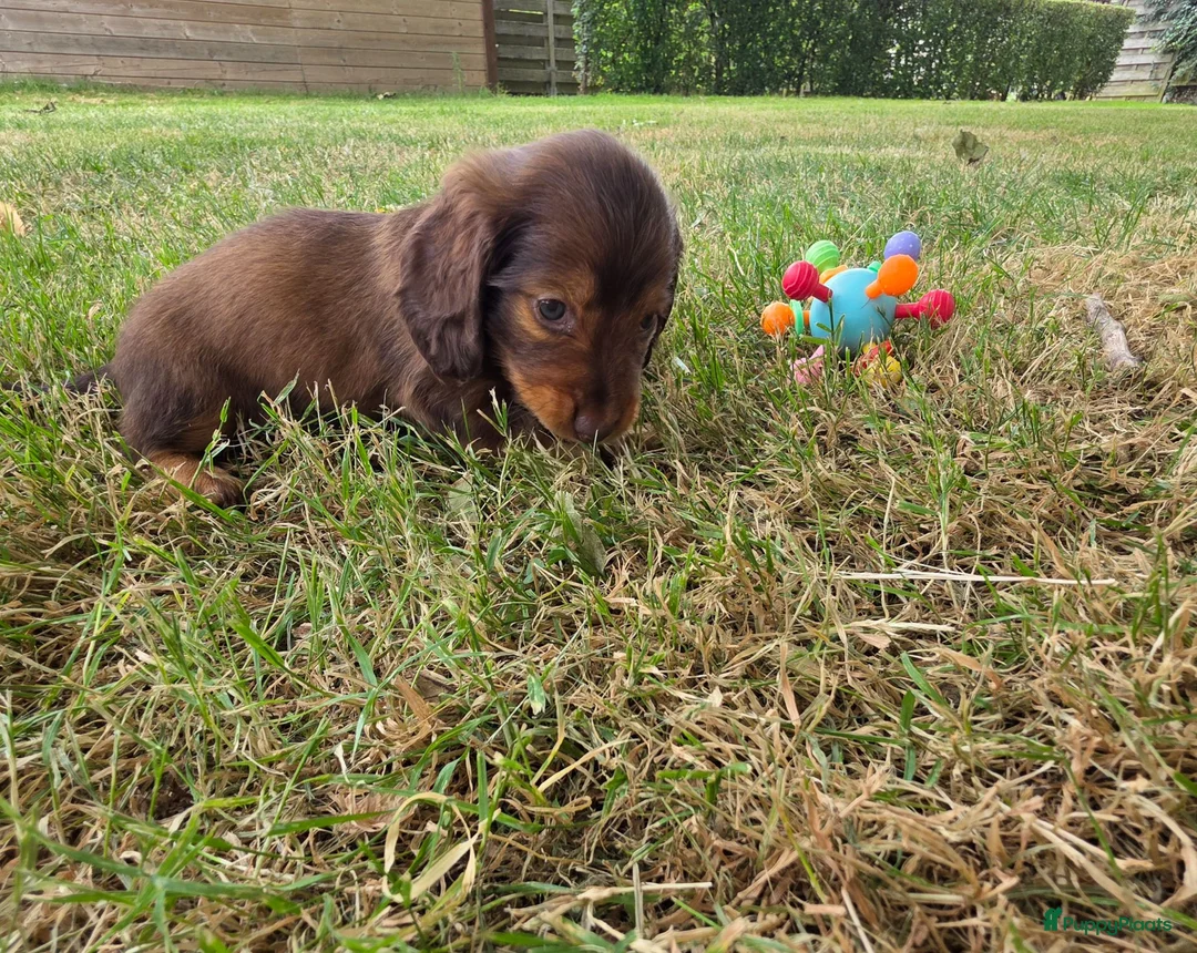 Teckel (langhaar) honden te koop: Dwerg teckel langhaar  - Advertentie 2