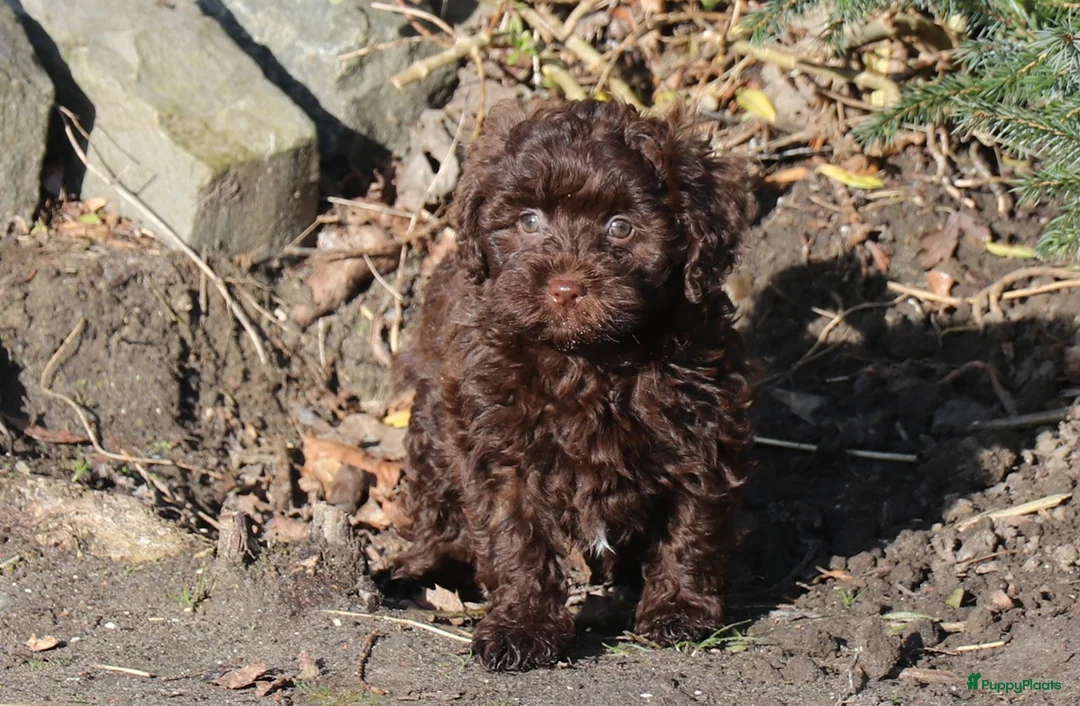 Kruising honden te koop: maltipoo/shihpoo pups beschikbaar - Advertentie 8