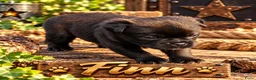 Retromops honden te koop: Prachtige Retromops puppy's  - Advertentie 2
