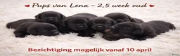 Labrador Retriever honden te koop: Zwarte labrador pups beiden ouders gescreend - Advertentie 2