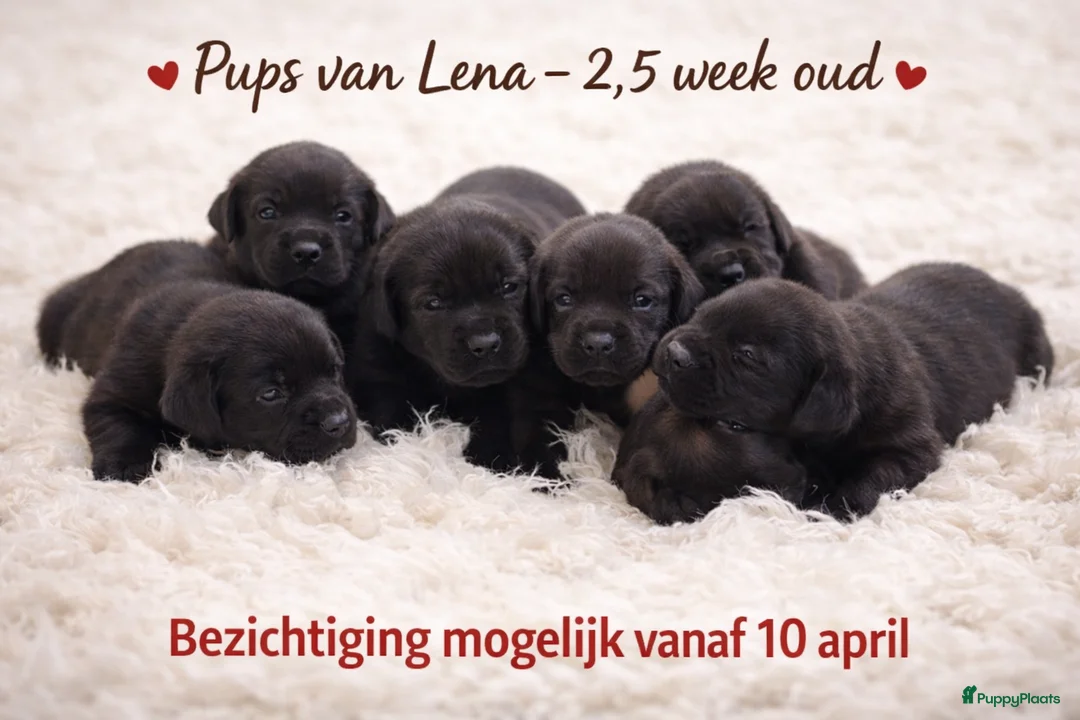 Labrador Retriever honden te koop: Zwarte labrador pups beiden ouders gescreend - Advertentie 2