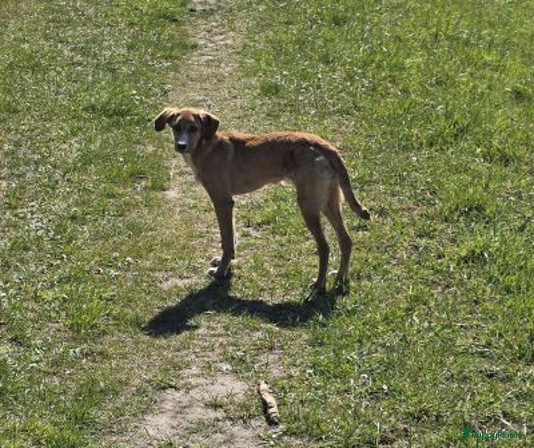 Kruising honden ter adoptie: hazel zoekt een warm mandje  - Advertentie 3