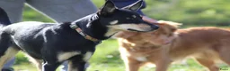 Australian Kelpie honden te koop: Australian Kelpie pups zoeken actieve baasjes - Advertentie 15