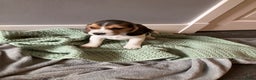 Beagle honden te koop: Beagle pups - Advertentie 16
