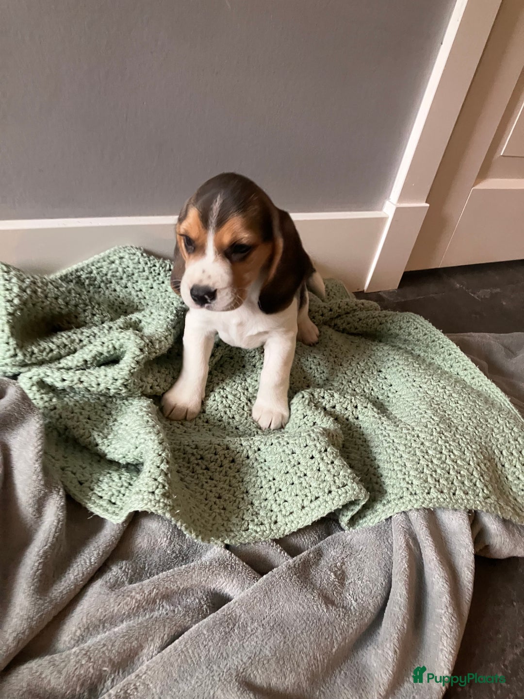 Beagle honden te koop: Beagle pups - Advertentie 16