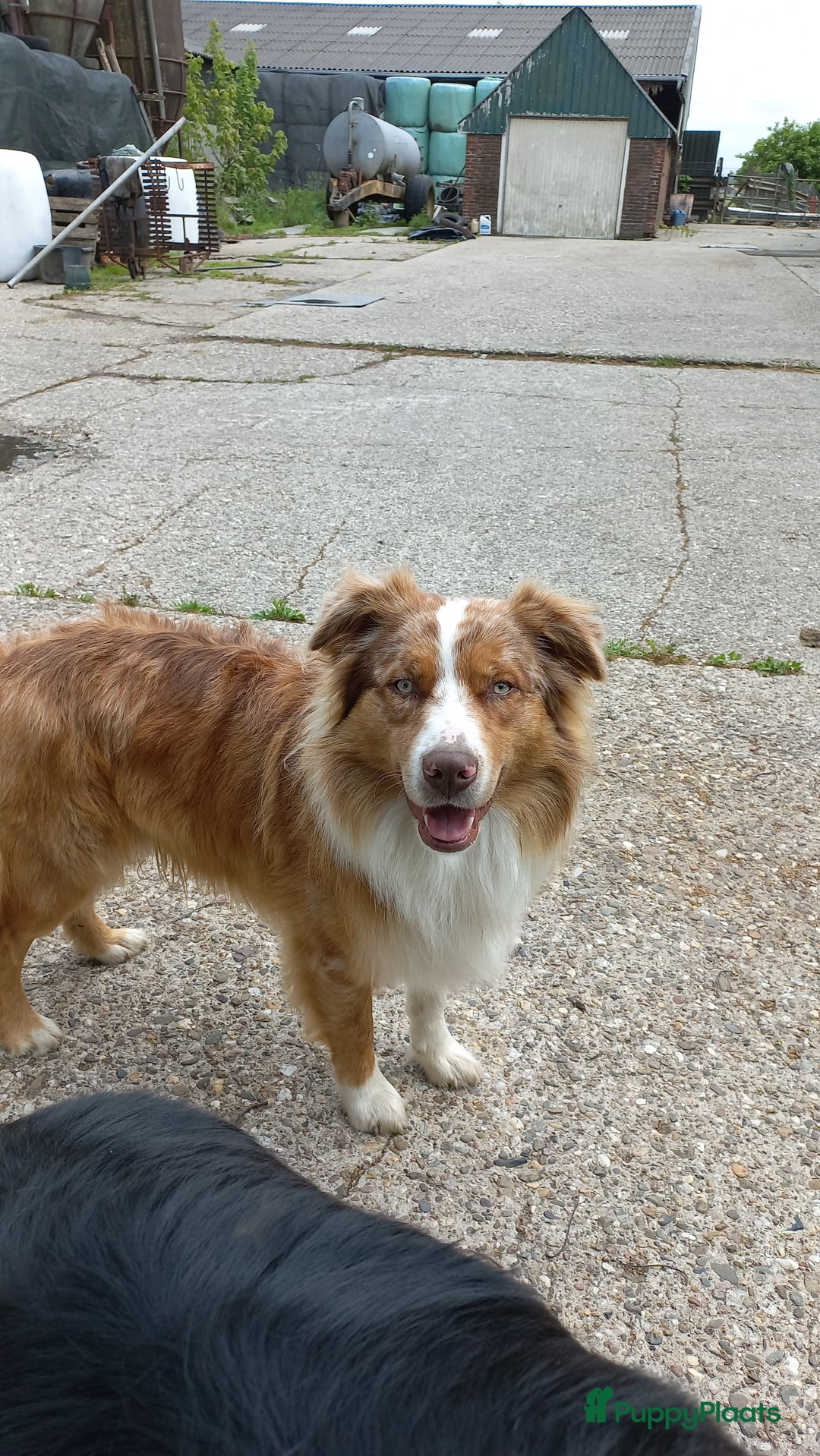 Kruising honden te koop: Mooie pups  mogen weg in de week van 27 november - Advertentie 6