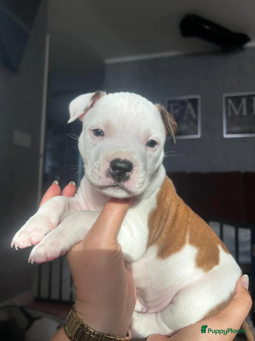 American Staffordshire Terriër honden te koop: American Staffordshire Terriers Pupps  - Advertentie 31
