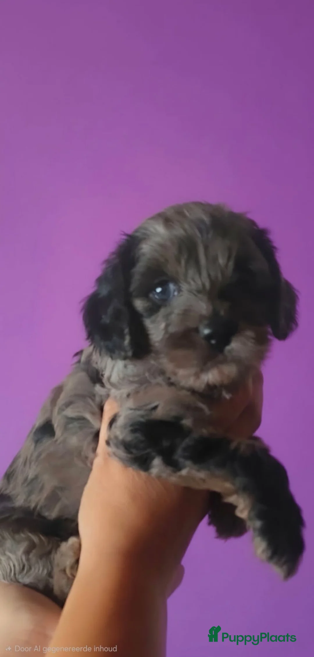 Cavapoo honden te koop: Cavapoo f1 pups - Advertentie 1