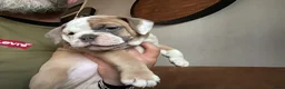 Old English Bulldog honden te koop: Prachtige Bulldog puppies - Advertentie 22