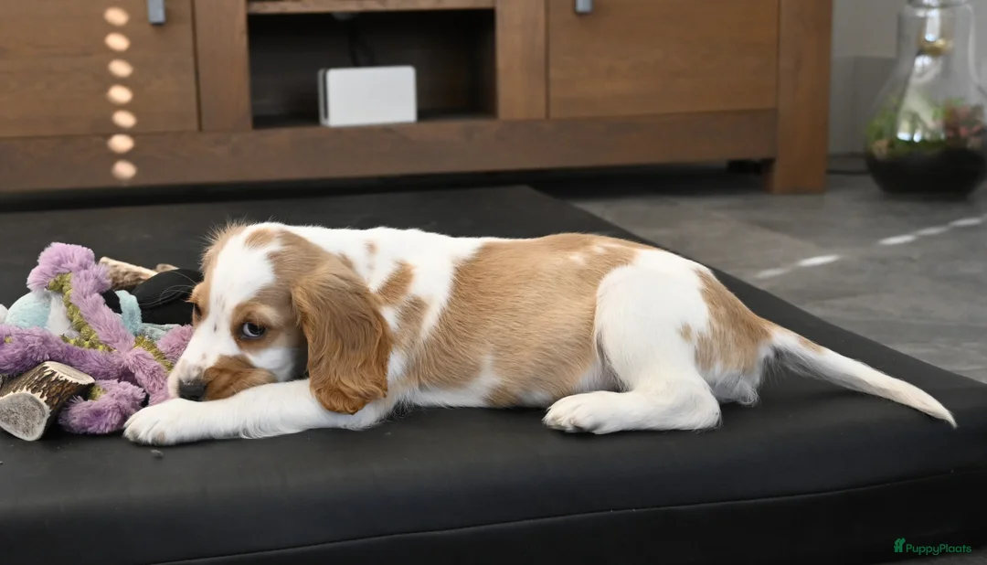 Engelse Cocker Spaniel honden te koop: Speelse Engelse Cocker Spaniel pup - Advertentie 11